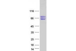 Image no. 1 for BCL2-Associated Athanogene 3 (BAG3) protein (Myc-DYKDDDDK Tag) (ABIN2715135)