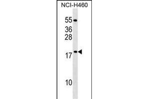 MRPL54 Antibody (Center) (ABIN1538545 and ABIN2849272) western blot analysis in NCI- cell line lysates (35 μg/lane).
