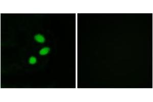 Image no. 1 for anti-threonine Synthase-Like 2 (THNSL2) (AA 811-860) antibody (ABIN1534142)