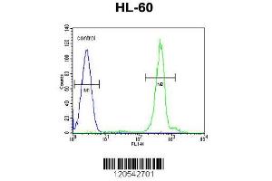 Image no. 1 for anti-Developmental Pluripotency Associated 5 (DPPA5) (AA 2-31), (N-Term) antibody (ABIN655277)