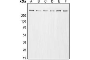 Image no. 2 for anti-E1A Binding Protein P300 (EP300) (N-Term) antibody (ABIN2707672)