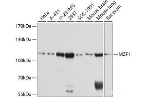 Western blot analysis of extracts of various cell lines using MZF1 Polyclonal Antibody at dilution of 1:1000.