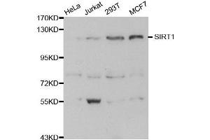 Image no. 1 for anti-Sirtuin 1 (SIRT1) (C-Term) antibody (ABIN3020731)
