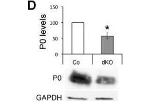 Image no. 89 for anti-Glyceraldehyde-3-Phosphate Dehydrogenase (GAPDH) (Center) antibody (ABIN2857072)