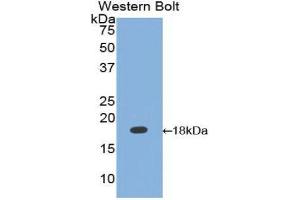 Image no. 1 for anti-Calmodulin,CAM (AA 1-149) antibody (ABIN1077888)