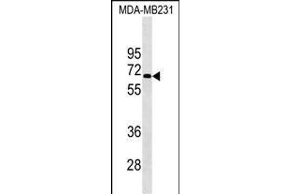 KCNF1 antibody  (AA 195-221)