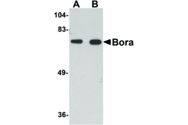 BORA antibody  (C-Term)