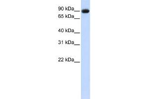 Image no. 5 for anti-Periostin (POSTN) (Middle Region) antibody (ABIN2776883)