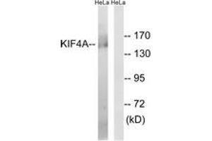 Image no. 1 for anti-Kinesin Family Member 4A (KIF4A) (AA 1171-1220) antibody (ABIN1534776)