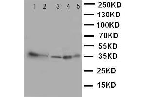 Image no. 3 for anti-Annexin A4 (ANXA4) (AA 7-21), (N-Term) antibody (ABIN3043239)