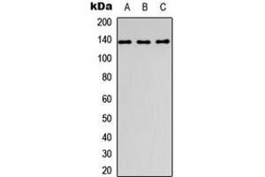 Western blot analysis of Collagen 1 alpha 1 expression in HEK293T (A), Raw264.