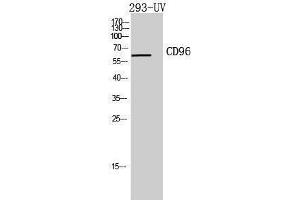Image no. 1 for anti-CD96 (CD96) (Internal Region) antibody (ABIN3181440)