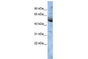 Image no. 1 for anti-COP9 Signalosome Subunit 4 (COPS4) (Middle Region) antibody (ABIN2774165)