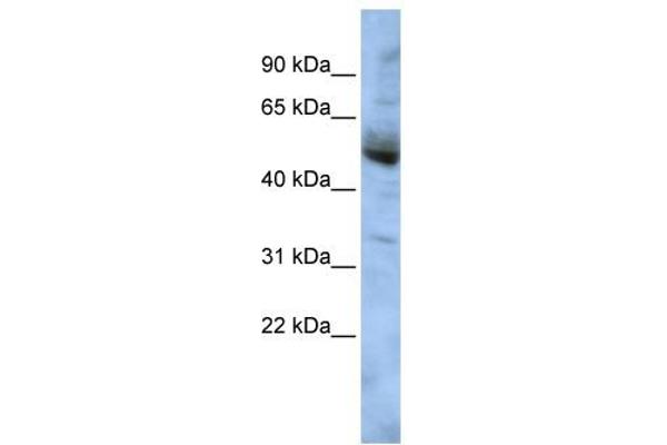 anti-COP9 Signalosome Subunit 4 (COPS4) (Middle Region) antibody