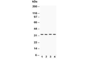 Image no. 3 for anti-Caspase 7, Apoptosis-Related Cysteine Peptidase (CASP7) (AA 237-255) antibody (ABIN3030315)