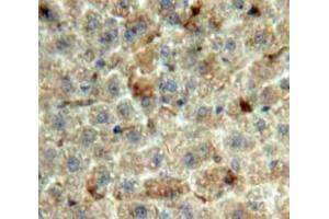 Image no. 2 for anti-Growth Differentiation Factor 2 (GDF2) (AA 22-178) antibody (ABIN1868132)