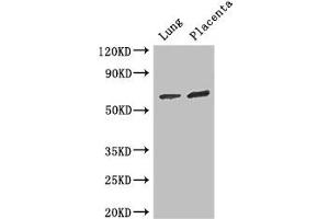 STAU1/Staufen antibody  (AA 163-403)