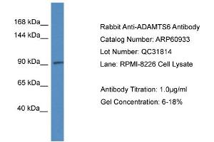 Image no. 1 for anti-ADAM Metallopeptidase with Thrombospondin Type 1 Motif, 6 (ADAMTS6) (C-Term) antibody (ABIN2788624)