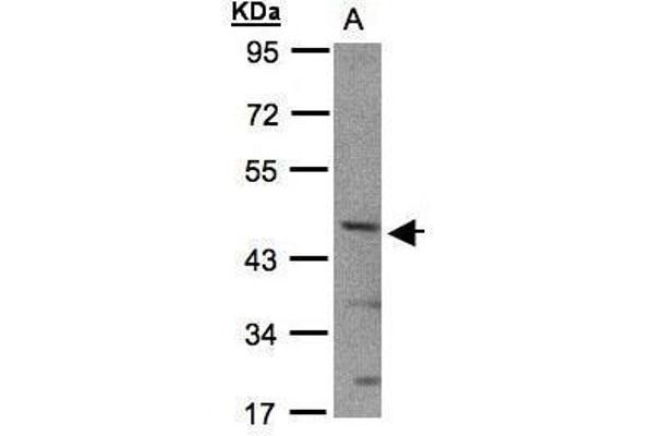 anti-Basic Helix-Loop-Helix Family, Member E40 (BHLHE40) (N-Term) antibody