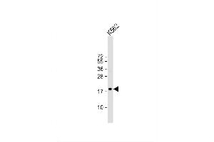 Image no. 3 for anti-Tetraspanin 2 (TSPAN2) (AA 109-137) antibody (ABIN653269)