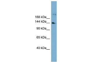 Image no. 1 for anti-WD Repeat Domain 35 (WDR35) (N-Term) antibody (ABIN2787230)
