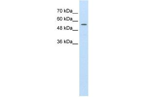Image no. 1 for anti-ATP-Binding Cassette, Sub-Family D (Ald), Member 4 (ABCD4) (C-Term) antibody (ABIN2781509)