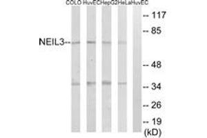 Image no. 1 for anti-Nei Endonuclease VIII-Like 3 (NEIL3) (AA 491-540) antibody (ABIN1534890)