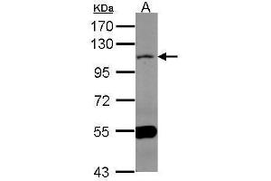 MAML1 anticorps  (N-Term)