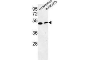 Image no. 3 for anti-phosphatidylserine Decarboxylase (PISD) antibody (ABIN3003933)