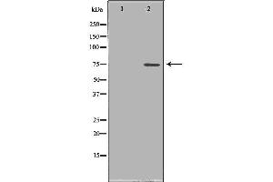 Image no. 1 for anti-Peptidyl Arginine Deiminase, Type IV (PADI4) (N-Term) antibody (ABIN6264010)