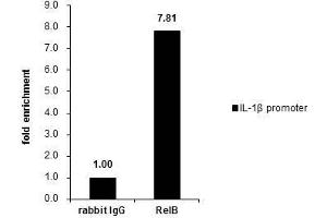 anti-V-Rel Reticuloendotheliosis Viral Oncogene Homolog B (RELB) (C-Term) antibody