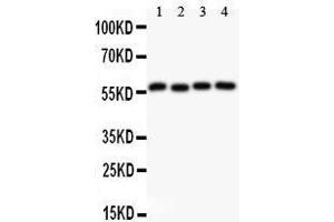 Image no. 2 for anti-Cyclin B1 (CCNB1) (AA 1-433) antibody (ABIN3043482)