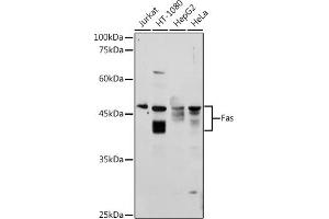 FAS antibody  (AA 150-250)