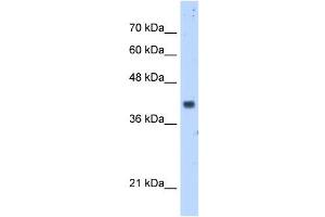 anti-Prenyl (Decaprenyl) Diphosphate Synthase, Subunit 1 (PDSS1) antibody