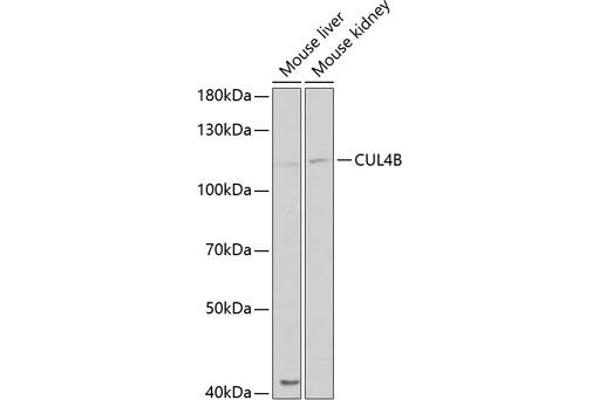 Cullin 4B antibody  (AA 1-200)