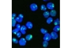 Image no. 2 for anti-Nucleolin (NCL) antibody (ABIN3025707)