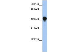 Image no. 1 for anti-Protein tyrosine Phosphatase-Like A Domain Containing 1 (PTPLAD1) (N-Term) antibody (ABIN2782887)