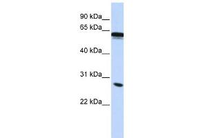 Image no. 1 for anti-Inhibin Binding Protein (INHBP) (Middle Region) antibody (ABIN634608)