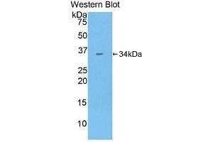 anti-Contactin Associated Protein 1 (CNTNAP1) (AA 926-1190) antibody