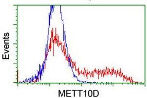 Image no. 1 for anti-Methyltransferase Like 16 (METTL16) antibody (ABIN2725881)