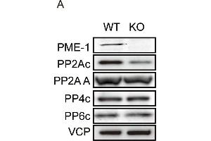 Image no. 8 for anti-Valosin Containing Protein (VCP) (N-Term) antibody (ABIN2856882)
