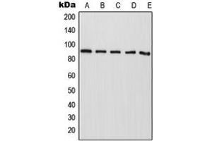 anti-RAS P21 Protein Activator 4 (RASA4) (Center) antibody