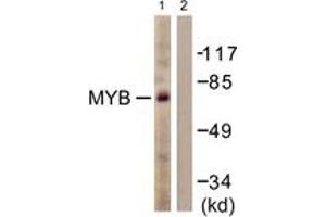 Image no. 1 for anti-V-Myb Myeloblastosis Viral Oncogene Homolog (Avian) (MYB) (AA 1-50) antibody (ABIN1532364)