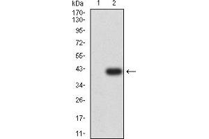Image no. 2 for anti-Glutamate Receptor, Metabotropic 1 (GRM1) (AA 387-486) antibody (ABIN5611175)