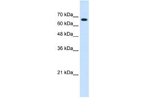Image no. 1 for anti-Zinc Finger Protein 564 (ZNF564) (C-Term) antibody (ABIN2778471)