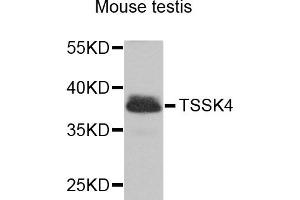 Image no. 1 for anti-Testis Specific Serine Kinase 4 (TSSK4) antibody (ABIN2737777)