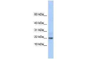 C9orf25 antibody  (Middle Region)