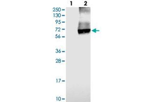 anti-Solute Carrier Family 26, Member 11 (SLC26A11) antibody