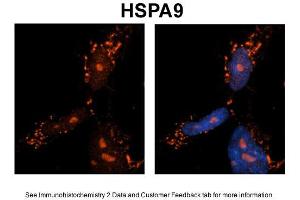 Image no. 4 for anti-Heat Shock 70kDa Protein 9 (Mortalin) (HSPA9) (C-Term) antibody (ABIN2779292)