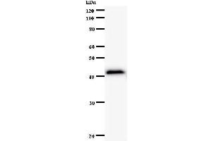 Western Blotting (WB) image for anti-Regulatory Factor X-Associated Protein (RFXAP) antibody (ABIN932997)